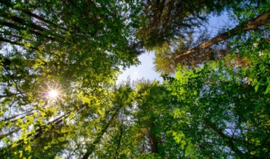 Natagora BNVS: Waldbaden image news emja.be