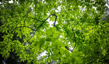 Natagora BNVS: Exkursion: Wald image news emja.be