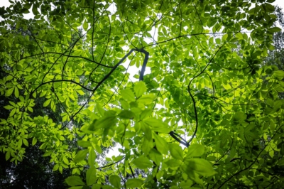 Natagora BNVS: Exkursion: Wald logo anbieter