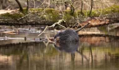 Natagora BNVS: Exkursion Lebensraum Wasser image news emja.be