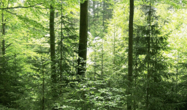 Natagora BNVS: Waldlandschaften image news emja.be