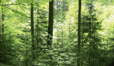 Natagora BNVS: Waldlandschaften logo anbieter