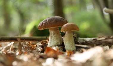 Natagora BNVS: Pilzexkursion image news emja.be