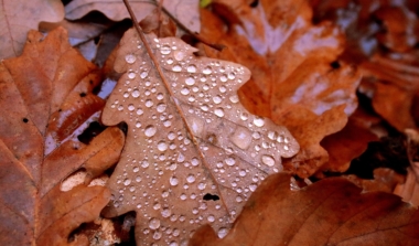 Natagora BNVS: Wanderung Herbst durch Eupen image news emja.be