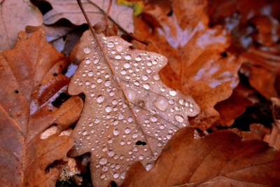 Natagora BNVS: Wanderung Herbst durch Eupen logo anbieter