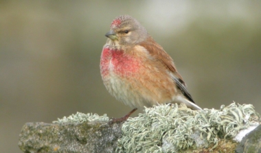 Natagora BNVS: Naturpflege image news emja.be