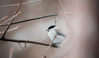 Natagora: Entdeckungstour image news emja.be