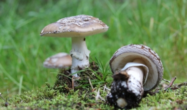 Pilzexkursion image news emja.be